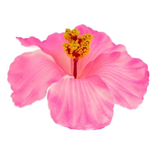 Haarbloem large bright pink